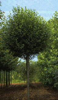 Gömbmeggy
